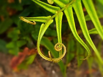 Close-up of fern leaf