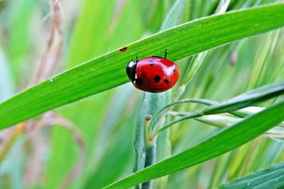 Close-up of ladybug on leaf