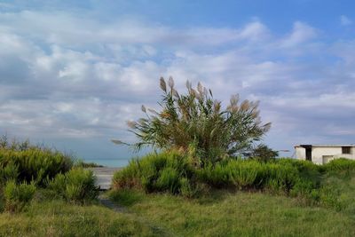 Plants growing on land against sky