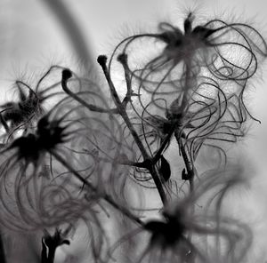 Close-up of flower against blurred background