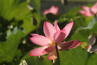 Poems and songs of writers often have chapters praising the lotus