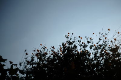 Low angle view of silhouette trees against sky