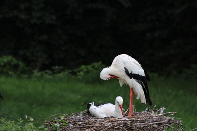 Close-up of birds in nest