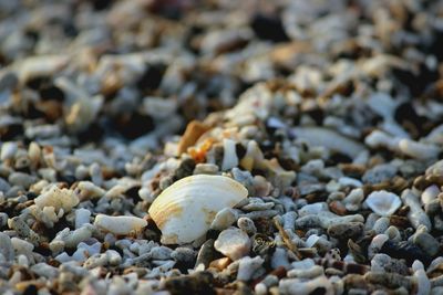 Close-up of seashells on pebbles at beach