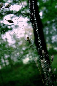 Close-up of spider on web