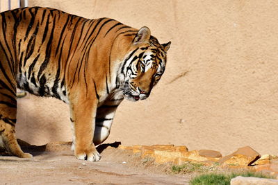 Cat walking in a zoo