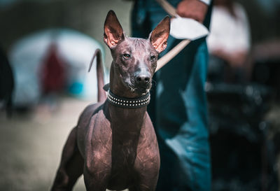 Portrait of dog outdoors