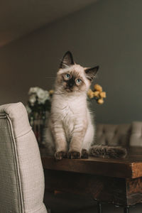 Siamese kitten sitting on dining room table