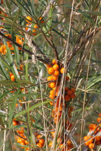 Close-up of fruits on tree