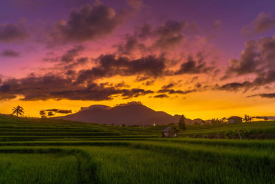 Panoramic indonesia view of rice terraces and mountains in the morning the sun is shining bright