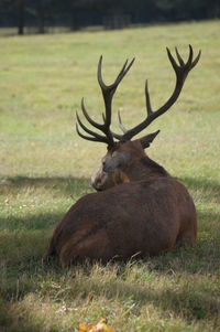 Animal relaxing on grassy field