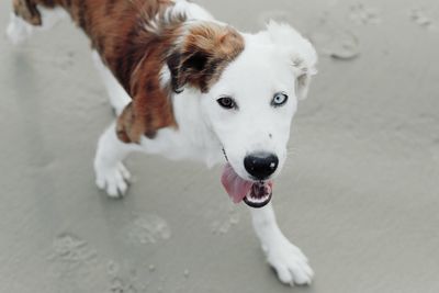 High angle portrait of a dog