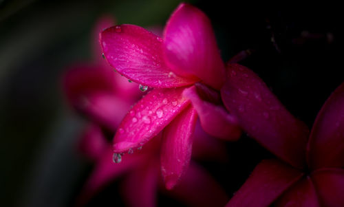 Close-up of wet pink flower