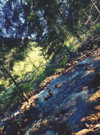 Scenic view of river amidst trees in forest