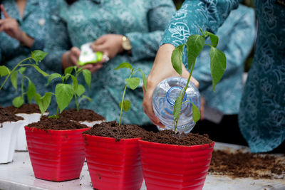 Close-up of potted plant