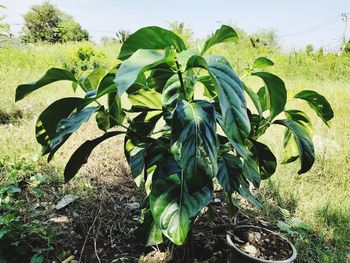 Close-up of fresh green plants on field against sky