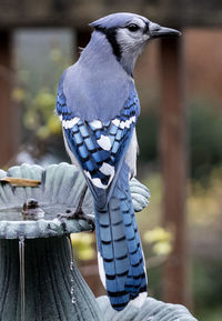 Bluejay on the fountain with a peanut