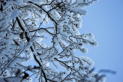 Low angle view of frozen tree against sky