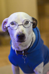 Close-up portrait of a dog