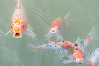 High angle view of koi carps swimming in water