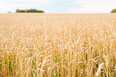 View of wheat field against sky