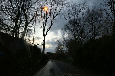 Bare trees along road