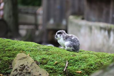 Close-up of a monkey
