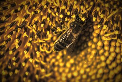 Close-up of bee on yellow flower