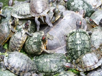 High angle view of turtle