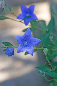 Close-up of purple blue flower