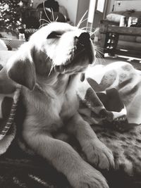 Close-up of dog relaxing at home