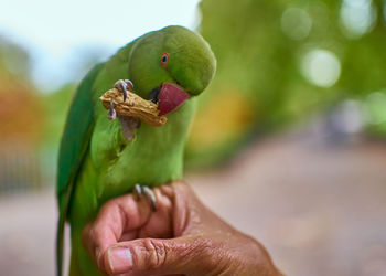 Close-up of hand holding leaf