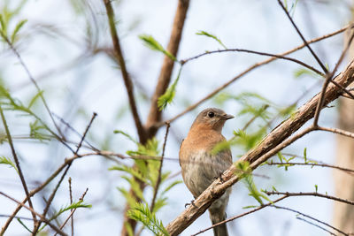 Low angle view of a bird perching on branch