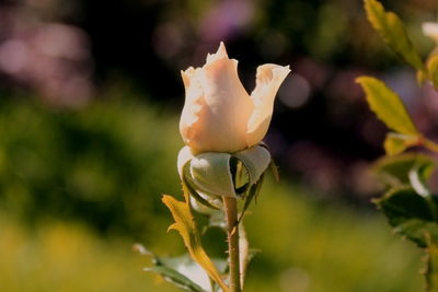 Close-up of rose flower bud