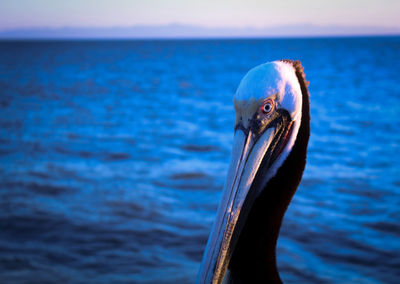 Close-up of pelican on sea