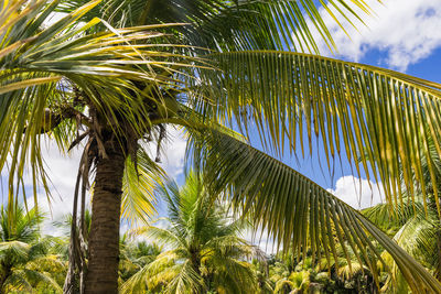 Low angle view of palm trees against sky