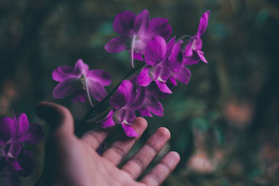 Cropped hand touching purple flowers