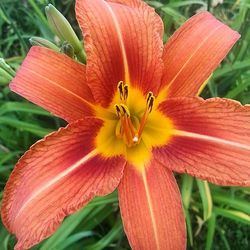 Close-up of flower