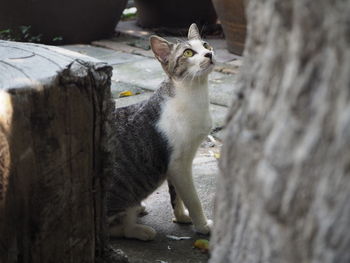 Portrait of cat looking up