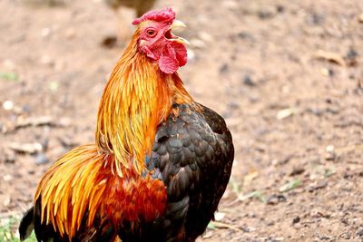 Close-up of rooster