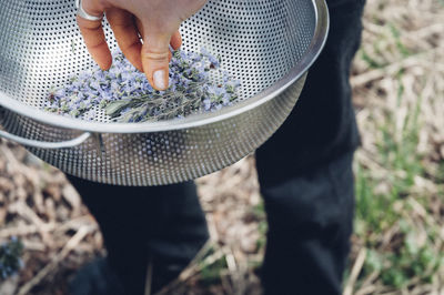 Cropped hands of woman collecting purple flowers in yard