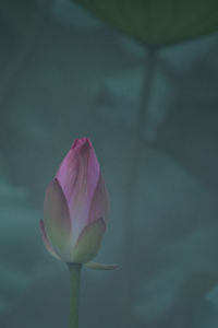 Close-up of pink lily