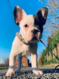 Portrait of dog looking at camera