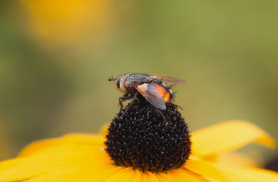 Close-up of bee on yellow flower