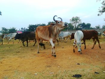 Cows standing in a field