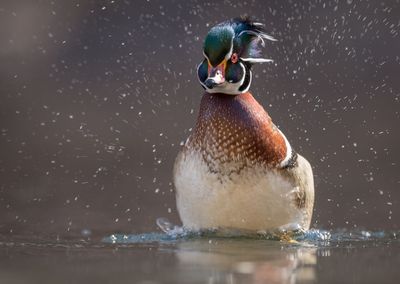 Wood duck swimming in lake