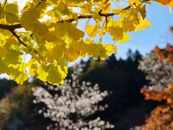 Close-up of yellow flowering tree during autumn