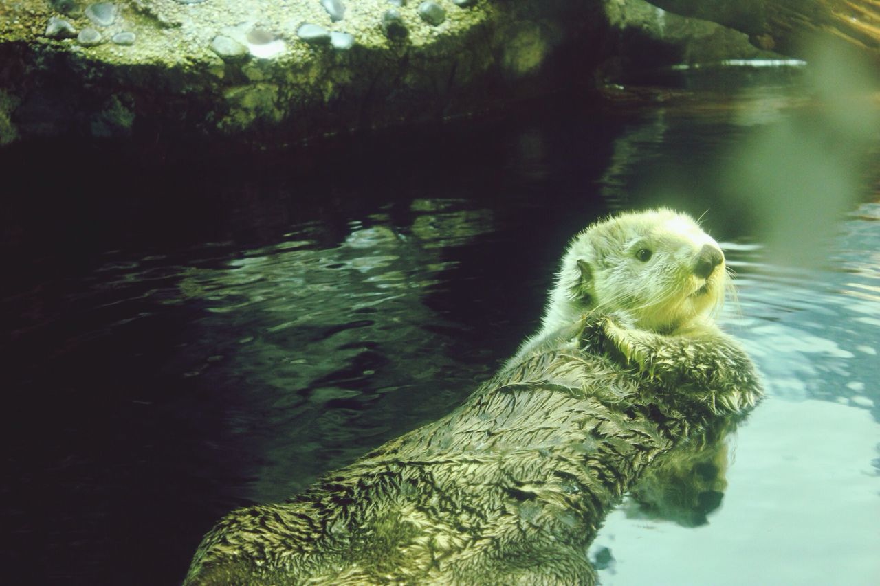 animal themes, animals in the wild, wildlife, water, one animal, swimming, lake, bird, reflection, nature, duck, pond, waterfront, two animals, outdoors, beauty in nature, high angle view, sunlight, day, rock - object