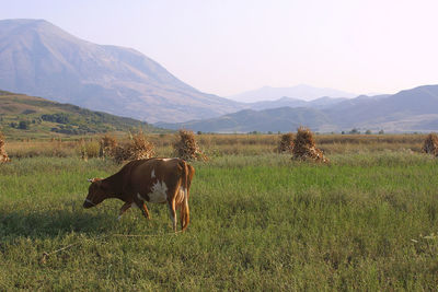 Cow grazing on field against mountains