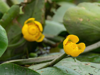 Close-up of yellow flowering plant